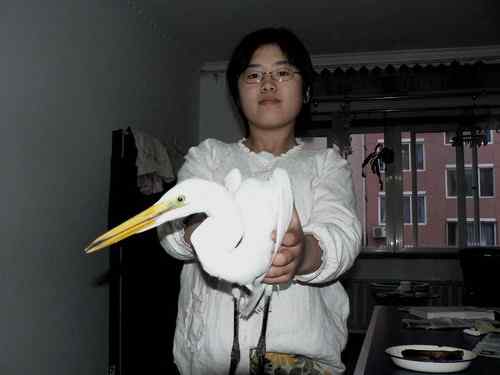 曾经救治过的野生动物