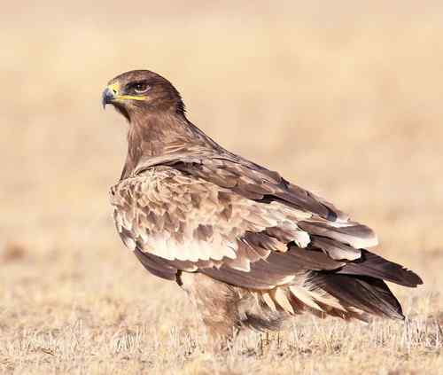 达里诺尔的国庆节：猛禽满天满地