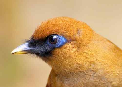 全国各大城市花鸟虫鱼市场大全