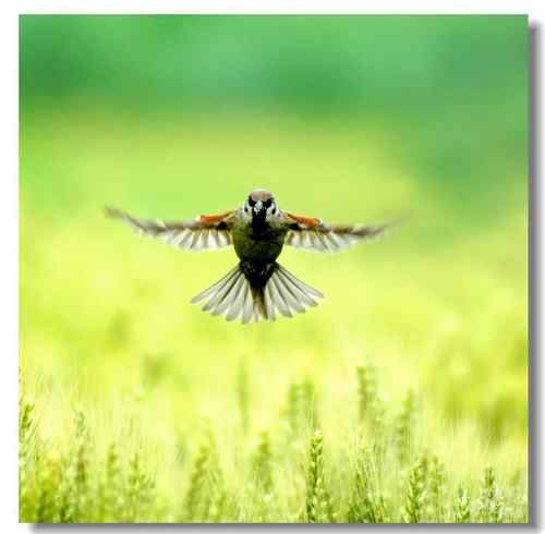 鸟类单飞、双飞、群飞美丽瞬间！