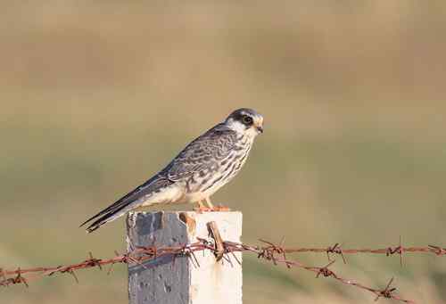 阿穆尔隼偏爱水泥桩