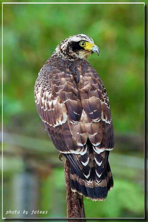 大冠鹫亞成 台湾特有鸟类