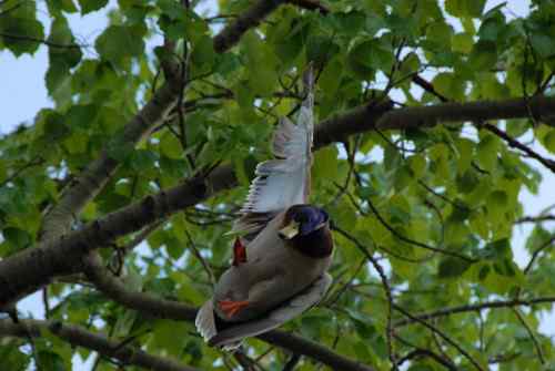 颐和园鸟人：绿头鸭蒙难获救记