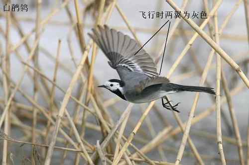 黑背鹡鸰辨别初探