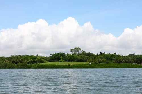 不一样的深圳湾，不一样的红树林：鸟儿的天堂