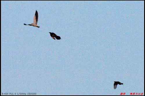 艰难生存的黑翅鸢