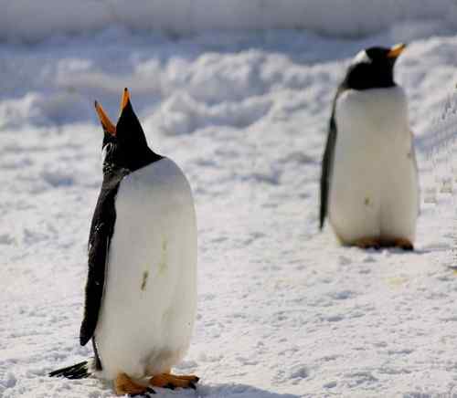 北京玉渊潭公园的企鹅