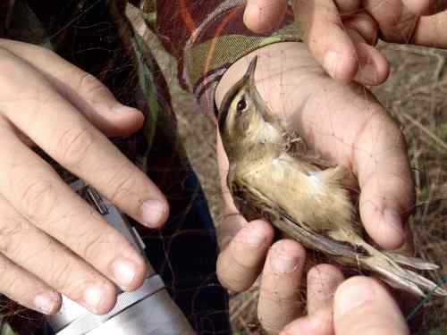 小小鸟人在行动 解救被困小鸟