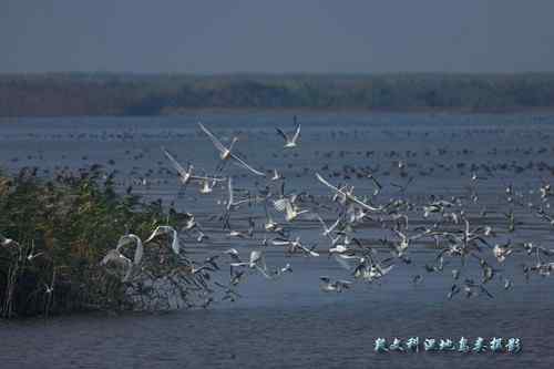 鸟网创始人段文科湿地拍鸟生涯