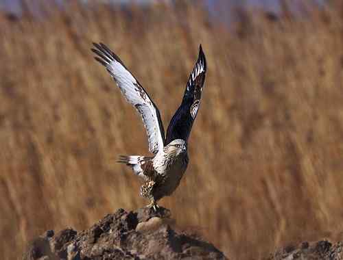 起飞鸟姿大聚会