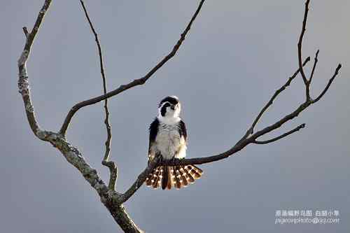 原画幅野生鸟类摄影俱乐部【精美组图】 原画幅野生鸟类摄影俱乐部【精美组图】