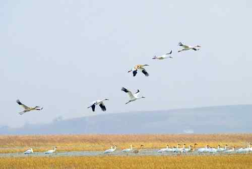 原画幅野生鸟类摄影俱乐部【精美组图】 原画幅野生鸟类摄影俱乐部【精美组图】