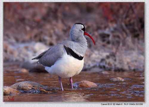 北京白河峡谷－鹮嘴鹬（大图）