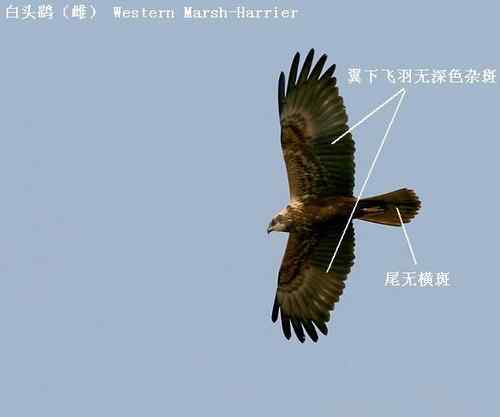 鹞的识别（归纳总结）