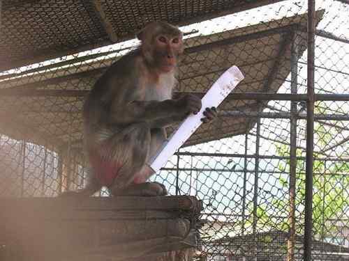 这些年干的这些(护鸟爱鸟)事 这些年干的这些(护鸟爱鸟)事