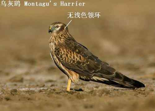 鹞的识别（归纳总结）