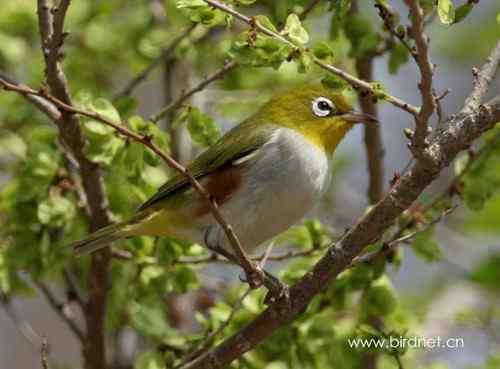 赛鸽调教之扇形放醒法