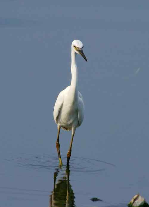 让人担忧的鹭鸟生存环境