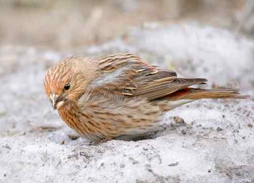 北京 二十几只林鸟