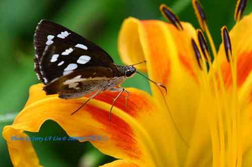 南昆山蝴蝶蜻蜓初探