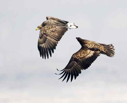 大连白尾海雕 大连白尾海雕