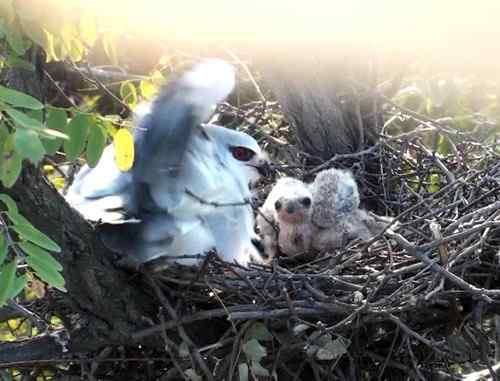 艰难生存的黑翅鸢