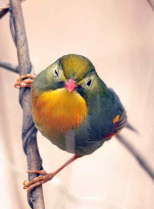 无语愧苍生：捕鸟和放生