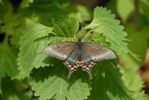 看看我长白山里的“宝贝”