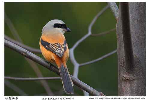 鸟类摄影图片处理成漂亮干净的背景