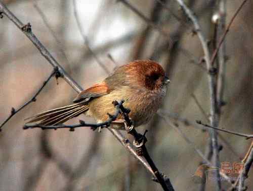 不知名的小雀雀——原来是棕头鸦雀(猴子或驴粪球)