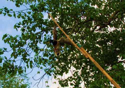 颐和园鸟人：绿头鸭蒙难获救记