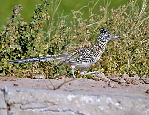 美国普通走鹃 Greater Roadrunner