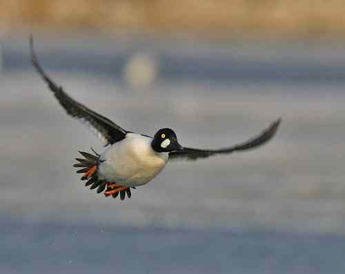 鸟类单飞、双飞、群飞美丽瞬间！