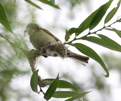 愤怒与感叹：毁坏鸟巢