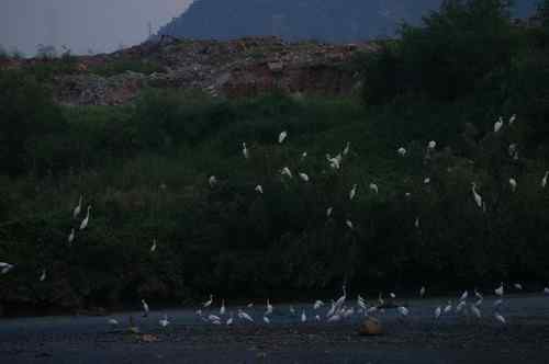 呼吁：珍惜深圳另一个“红树林”