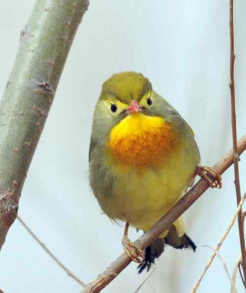 无语愧苍生：捕鸟和放生