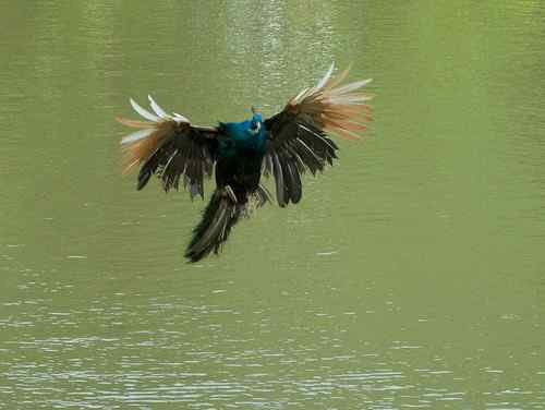孔雀飞起来像老鹰