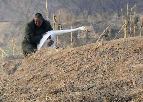 赏鹅却伤鹅:目睹了一只天鹅的受伤 赏鹅却伤鹅:目睹了一只天鹅的受伤