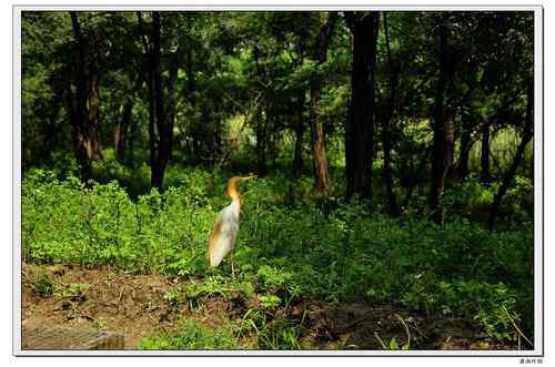 放飞记实：重伤的牛背鹭