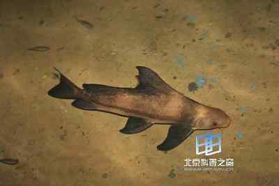 真骨鱼类和内鼻类