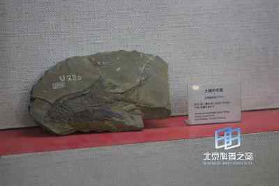 软骨硬鳞鱼类和全骨鱼类