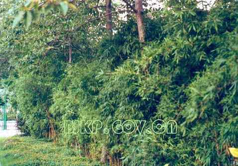 昆虫都是害虫吗？