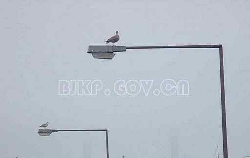 没有昆虫的世界