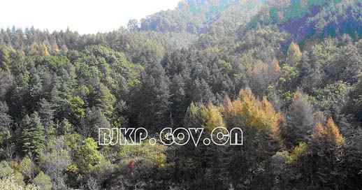 中国的昆虫种类