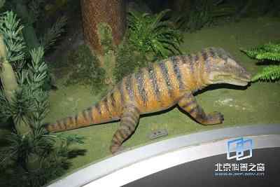 两栖动物的分化