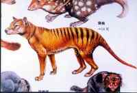 袋狼灭绝了吗？——诸多袋狼的目击记录