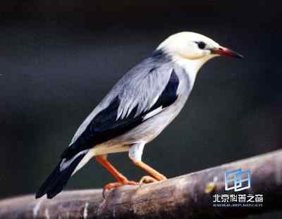 动物通讯未来研究的展望