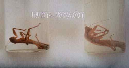 昆虫新目 昆虫界的“四不象”