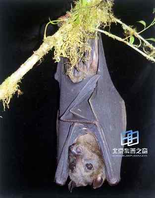 哺乳动物的大发展