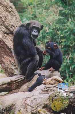 灵长类动物的通讯研究